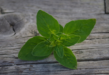 Oregano