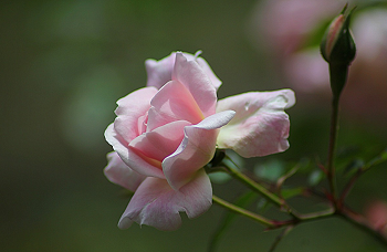 Rosa Ros