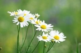 kamomillblomor