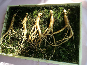 gerimax ginseng biverkningar gerimax ginseng biverkningar
