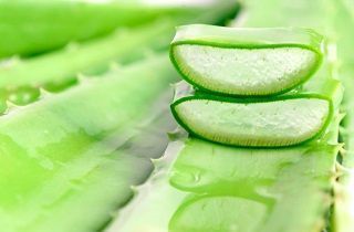 aloe vera vaxt