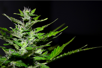 cannabis