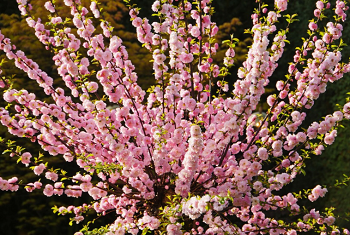 mandelblommor
